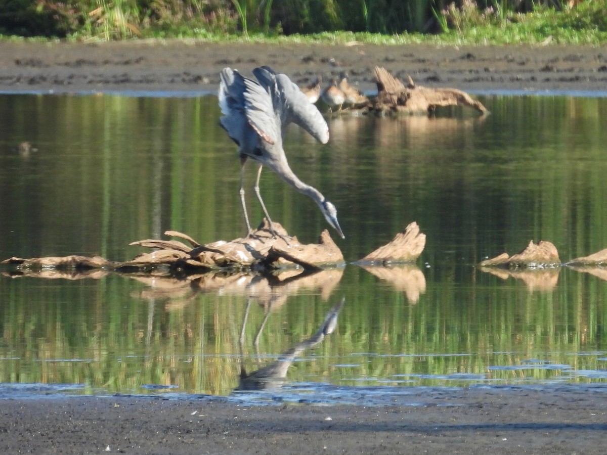 Great Blue Heron - ML641991012