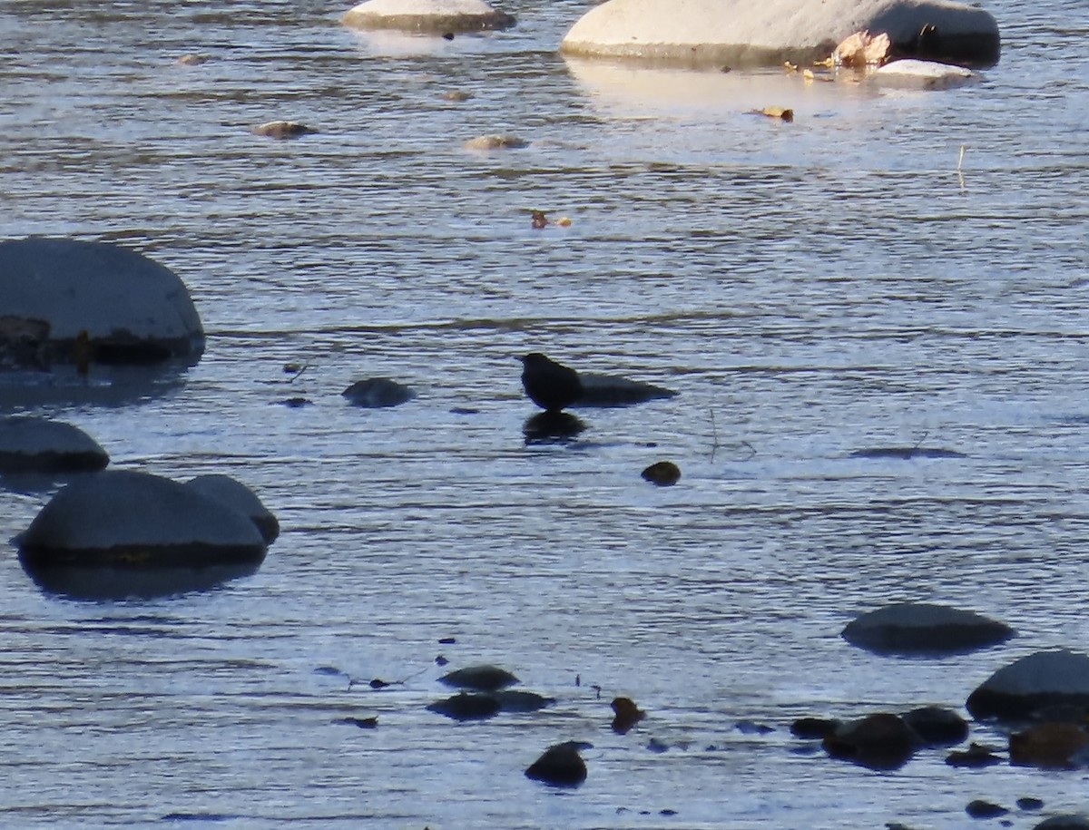 American Dipper - ML641991017
