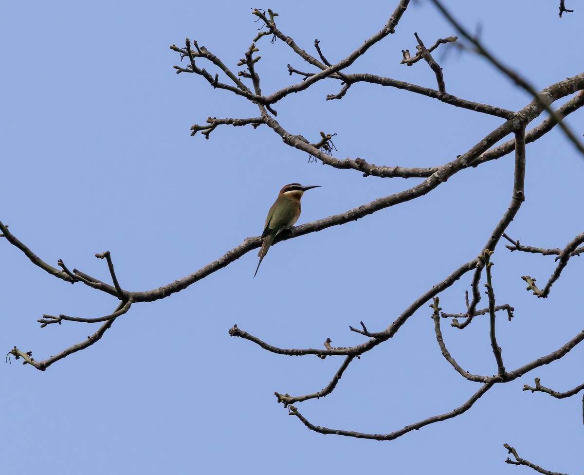Olive Bee-eater - ML641991031