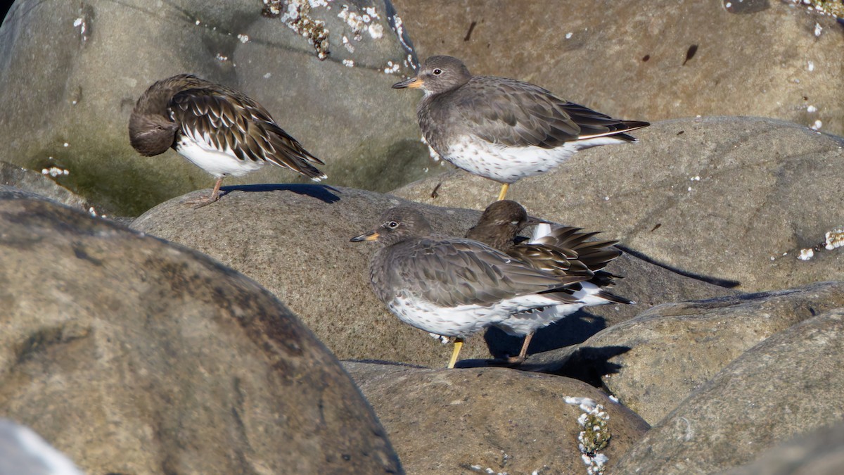 Surfbird - ML641991032