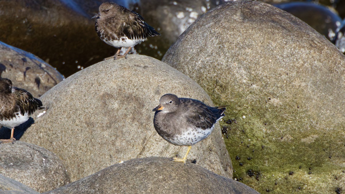 Surfbird - ML641991035