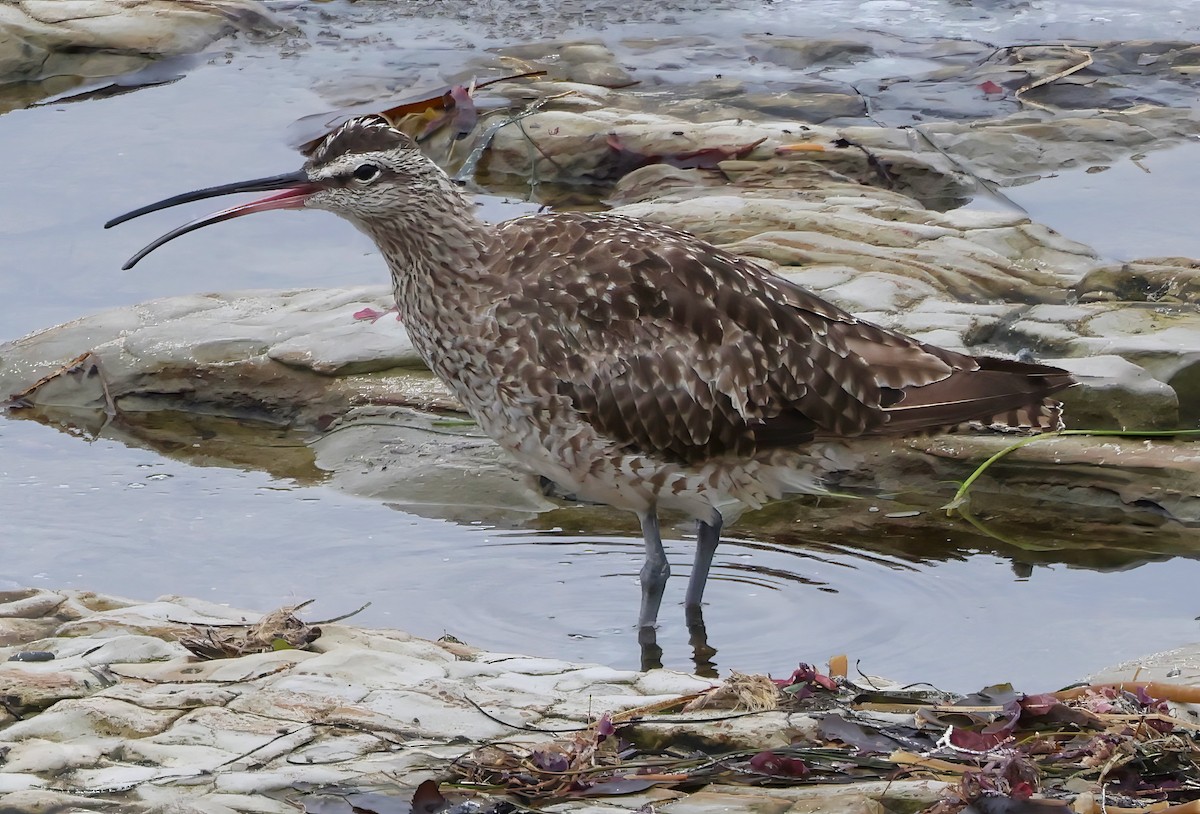 Whimbrel - ML641991041
