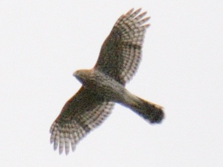 Cooper's Hawk - ML641991045