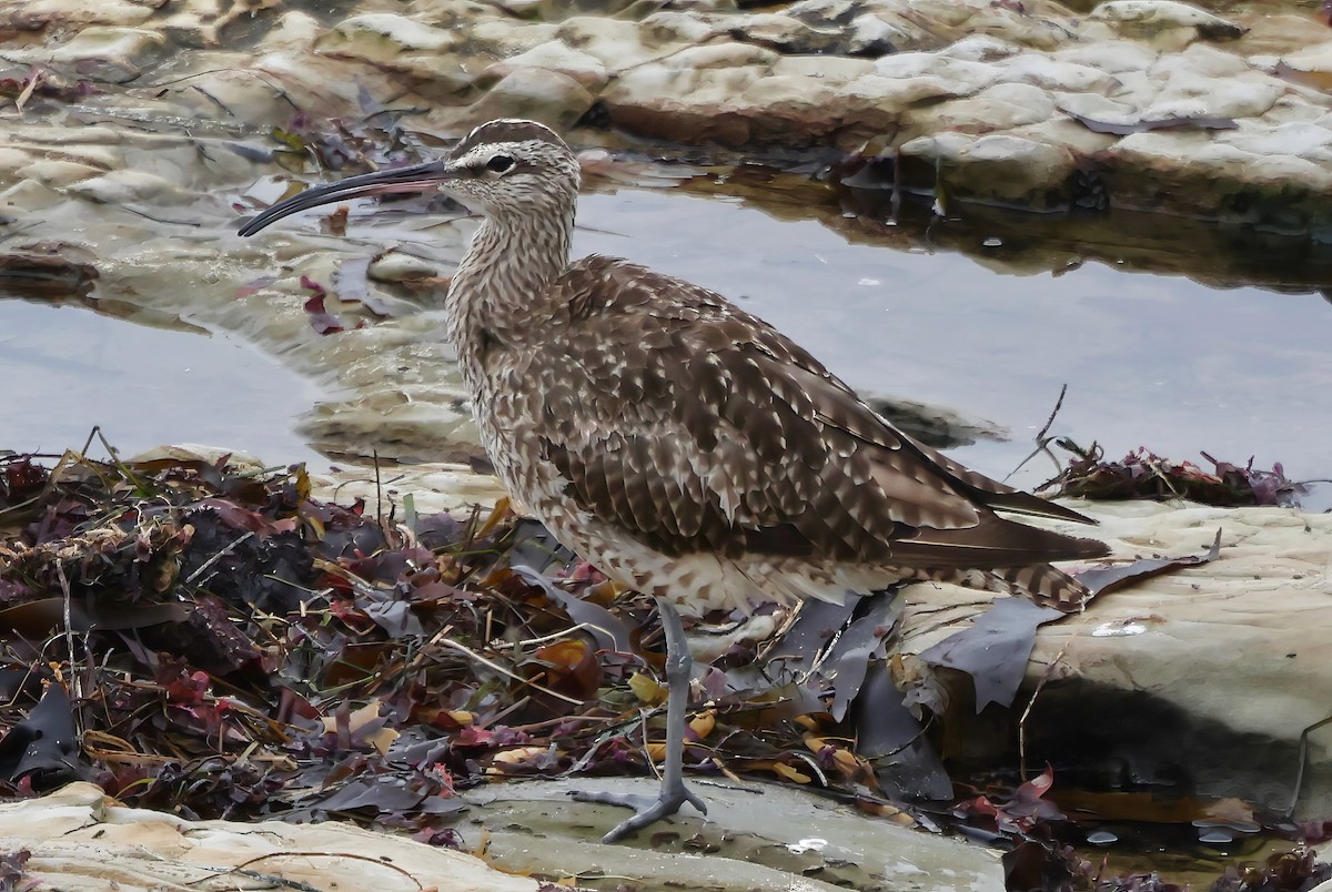 Whimbrel - ML641991046