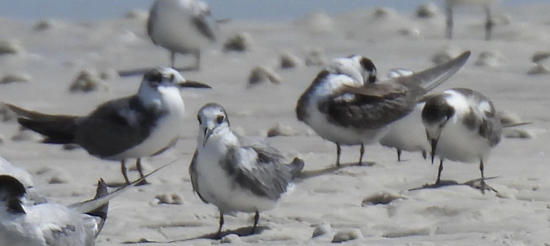 Хилэн хараалай - ML641991056