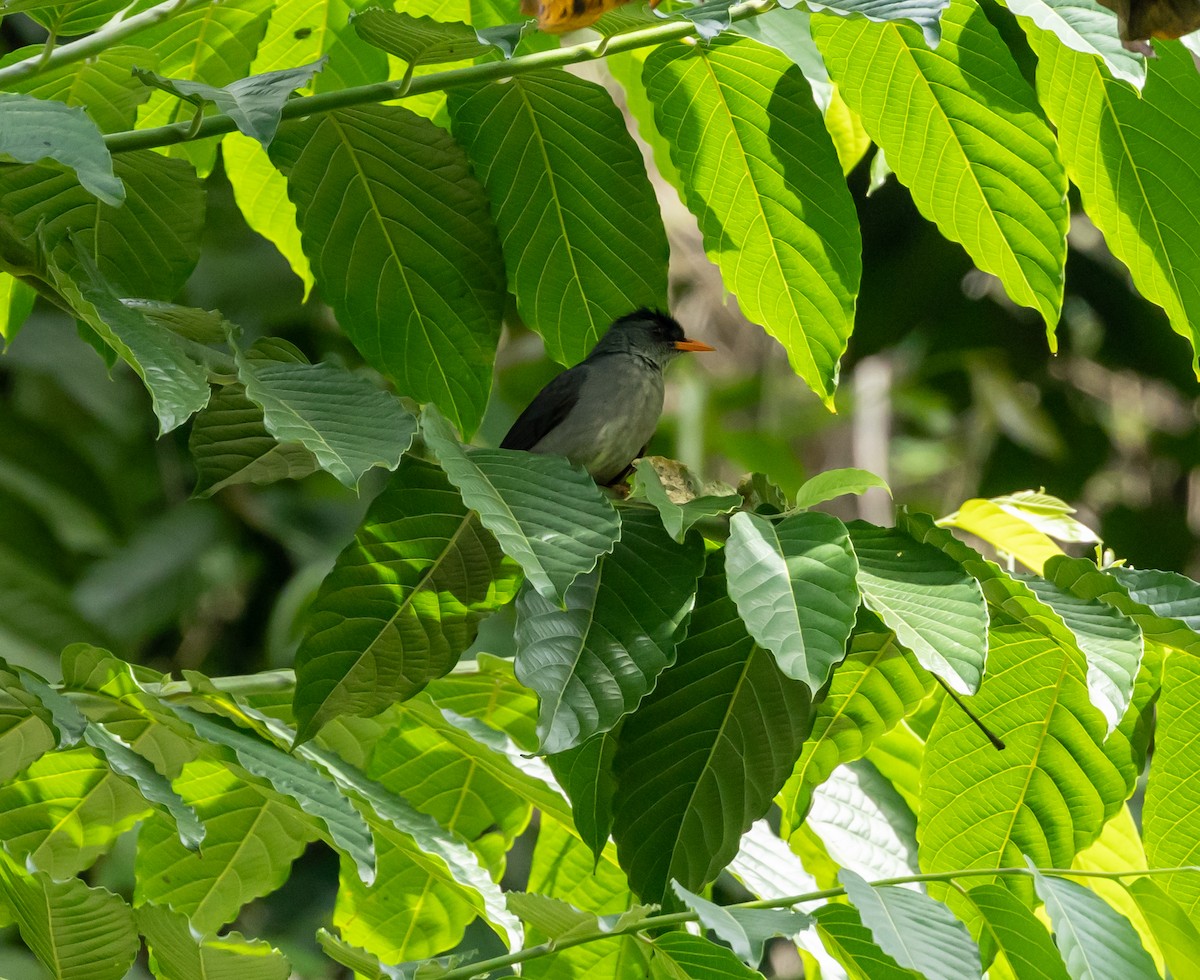 Moheli Bulbul - ML641991057