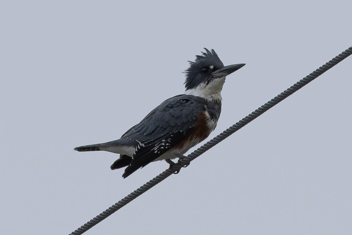 Belted Kingfisher - ML641991060