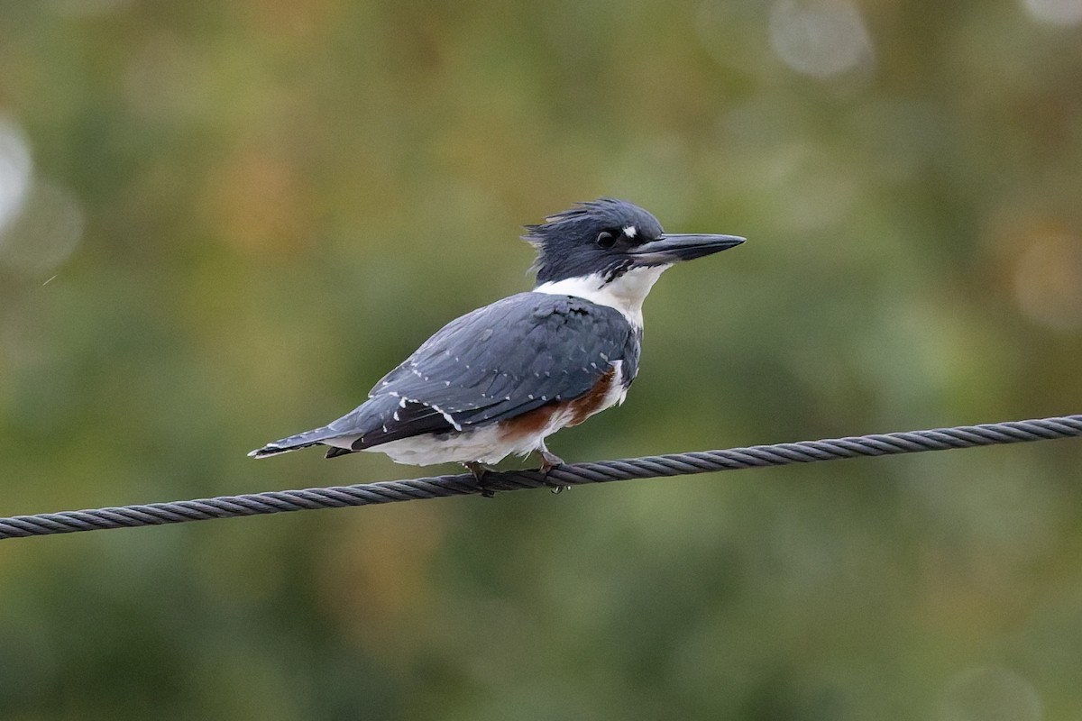 Belted Kingfisher - ML641991061