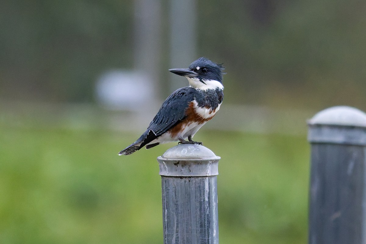 Belted Kingfisher - ML641991062
