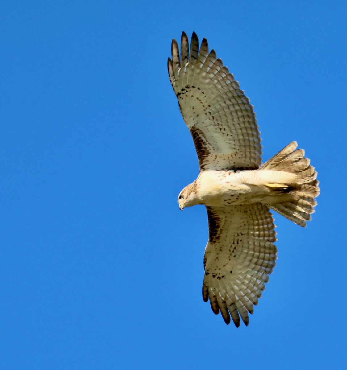 Red-tailed Hawk - ML641991064