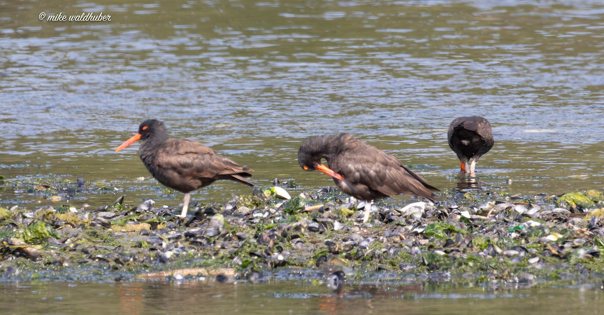 Black Oystercatcher - ML641991068