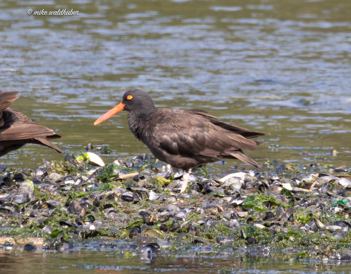 Black Oystercatcher - ML641991069