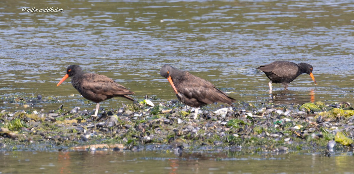 Black Oystercatcher - ML641991070