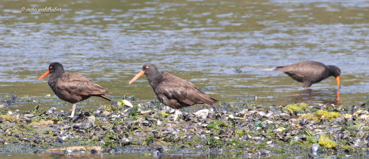 Black Oystercatcher - ML641991071