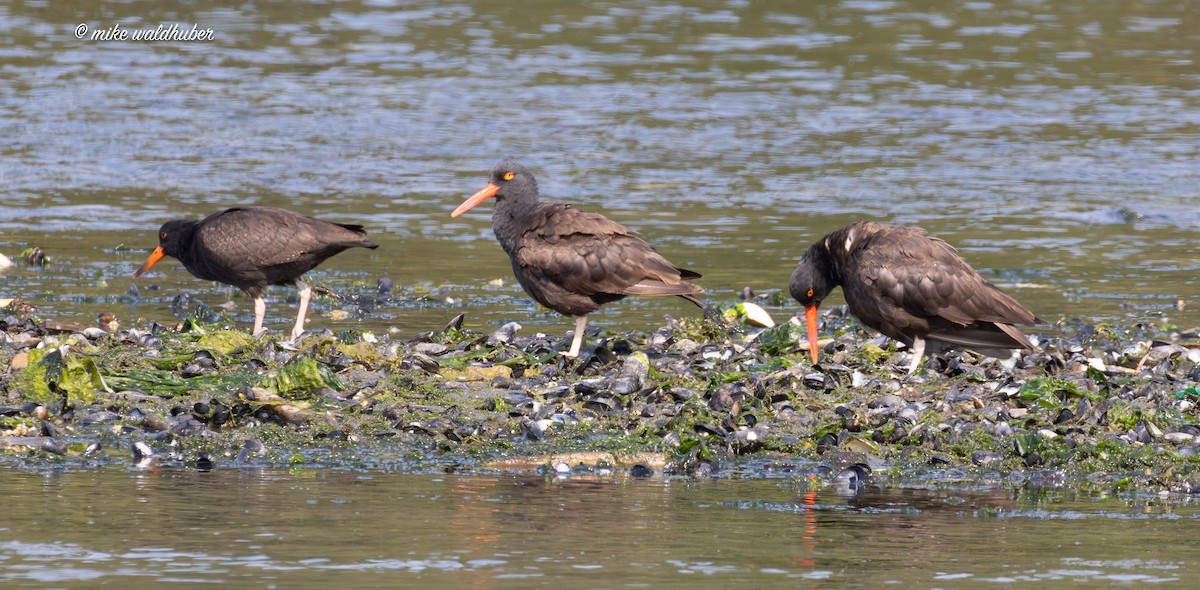 Black Oystercatcher - ML641991072