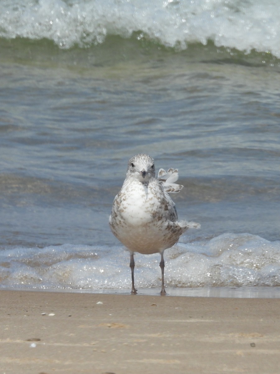 Ring-billed Gull - ML641991074