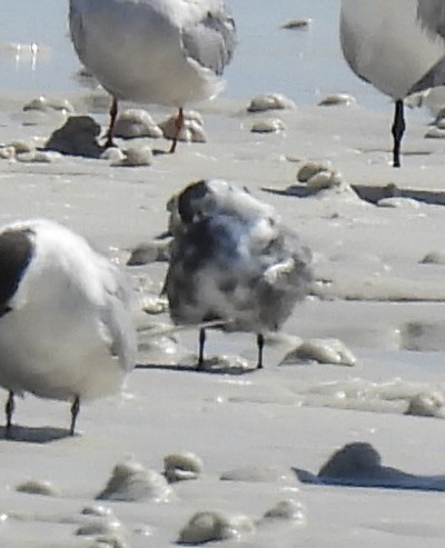 Хилэн хараалай - ML641991078