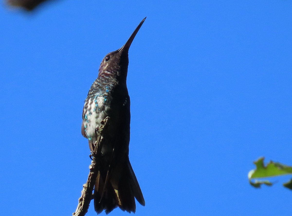 Golden-tailed Sapphire - ML641991080