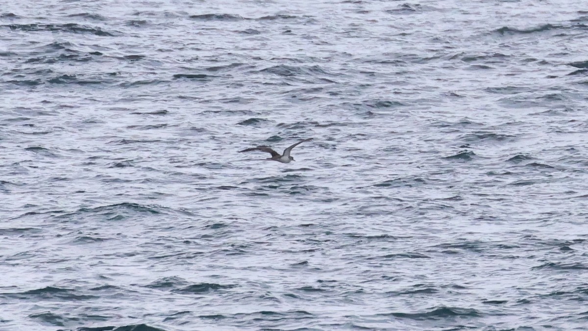 Cory's/Scopoli's Shearwater - ML641991087