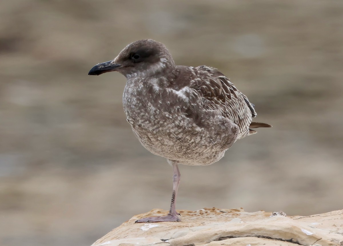 Western Gull - ML641991090
