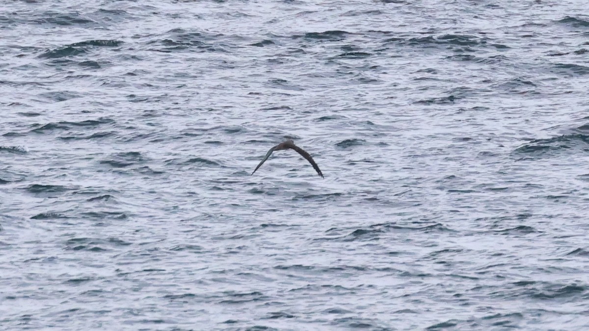 Cory's/Scopoli's Shearwater - ML641991092