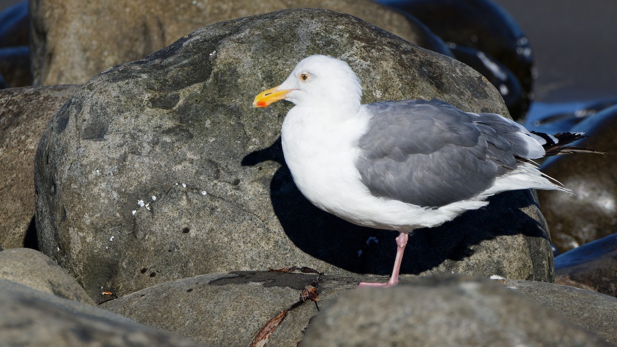 Western Gull - ML641991094