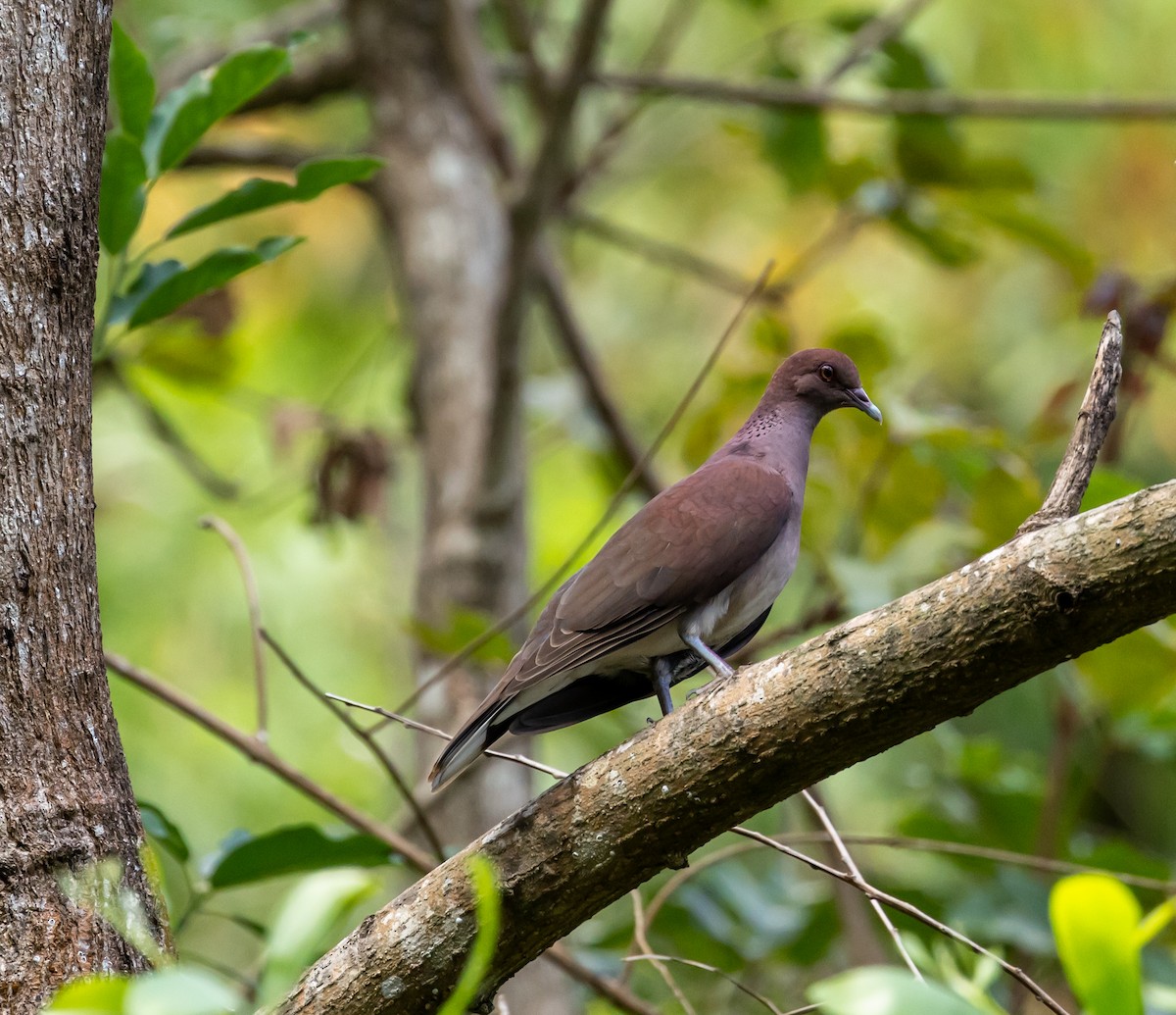 Malagasy Turtle-Dove - ML641991097