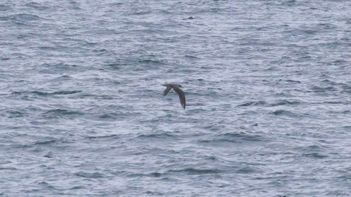 Cory's/Scopoli's Shearwater - ML641991105