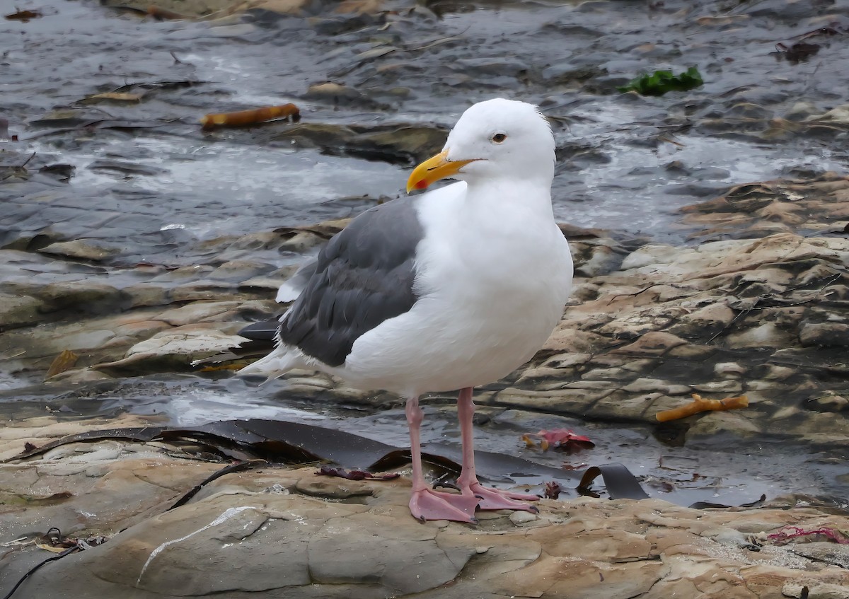 Western Gull - ML641991108