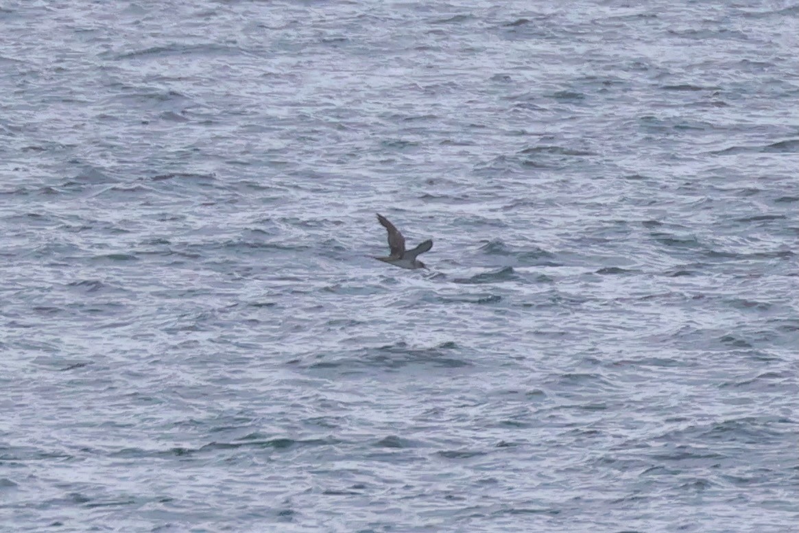 Cory's/Scopoli's Shearwater - ML641991114
