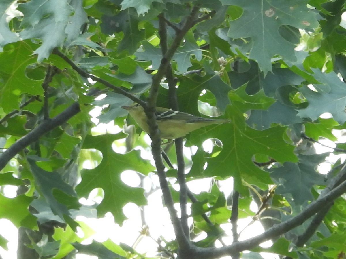 Bay-breasted Warbler - ML641991115