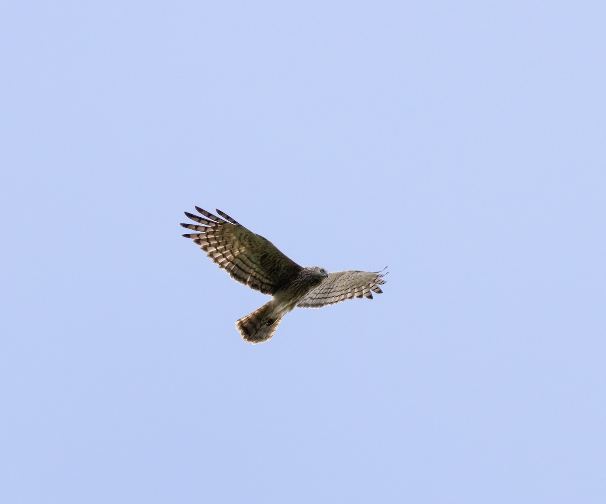Malagasy Harrier - ML641991138