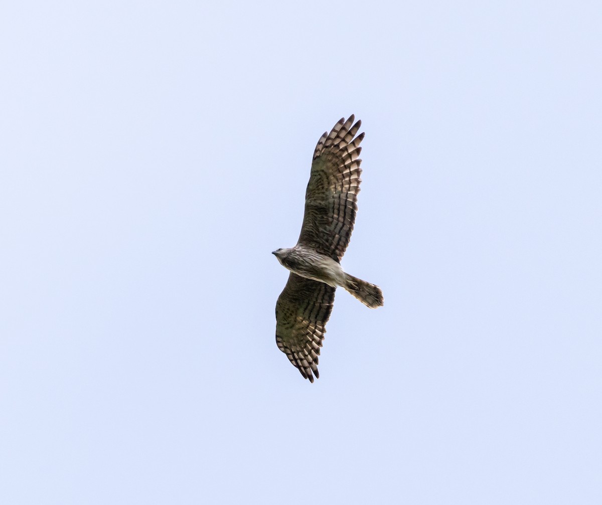 Malagasy Harrier - ML641991139