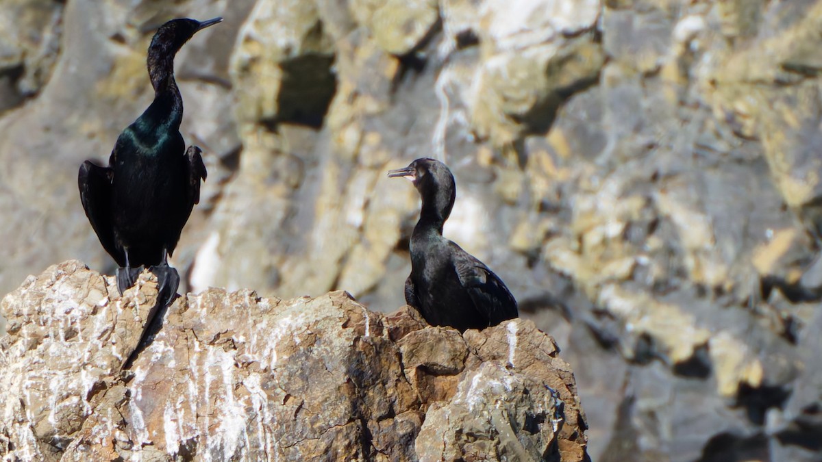 Brandt's Cormorant - ML641991140