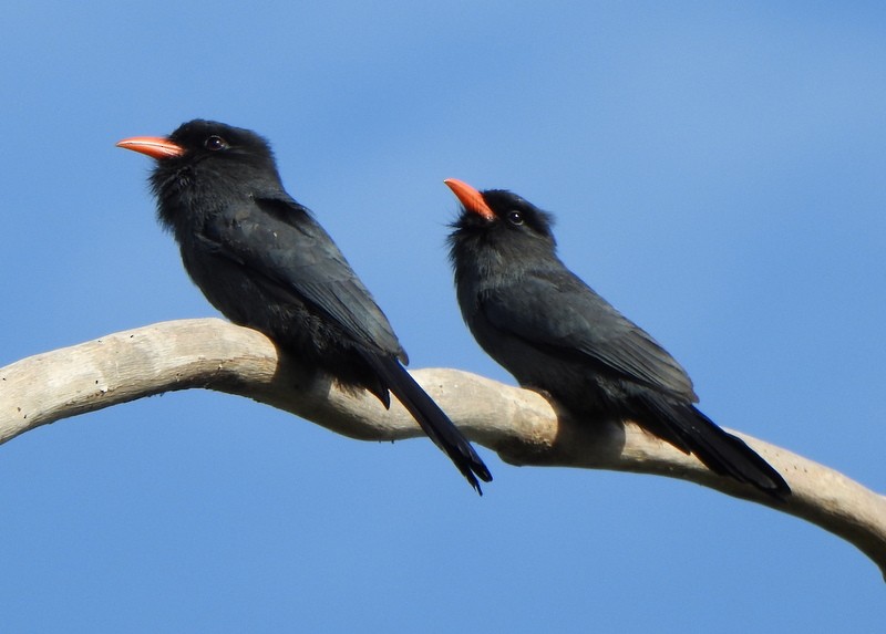 Black-fronted Nunbird - ML641991146