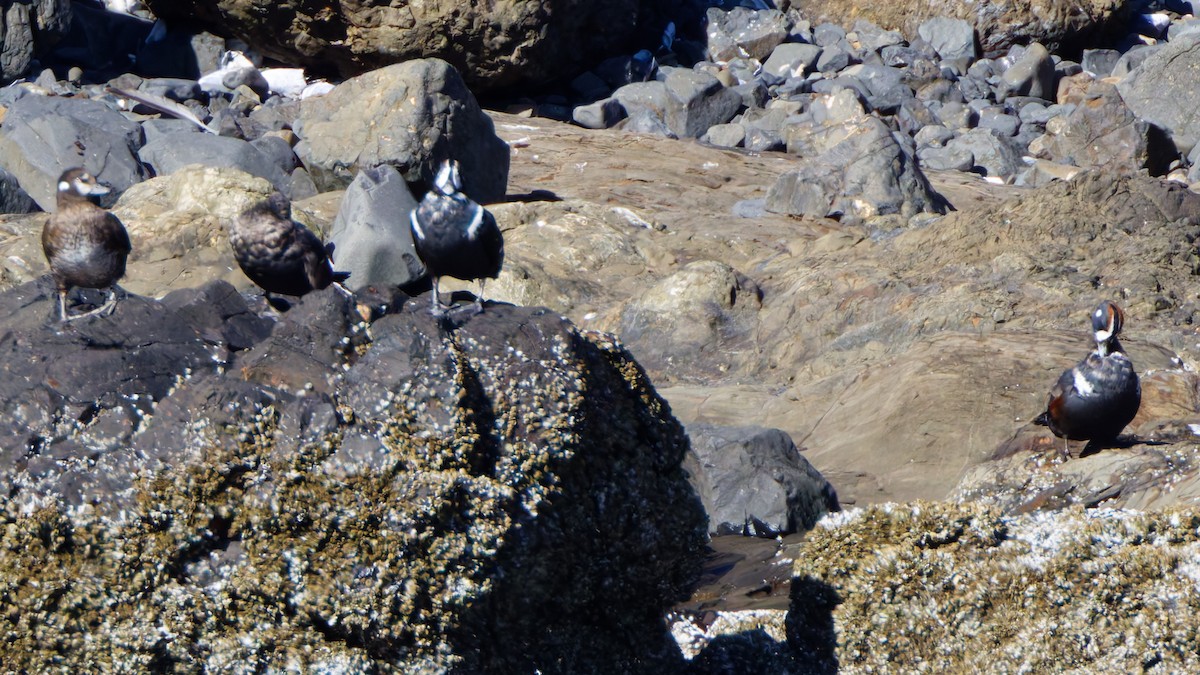 Harlequin Duck - ML641991147