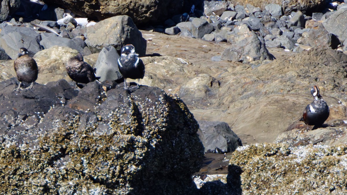 Harlequin Duck - ML641991148