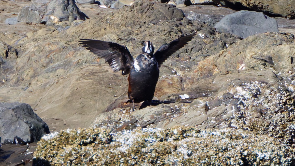 Harlequin Duck - ML641991149