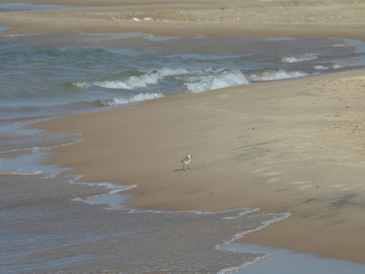 Sanderling - ML641991157