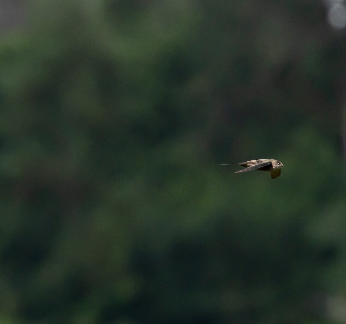 Malagasy Swift - ML641991162