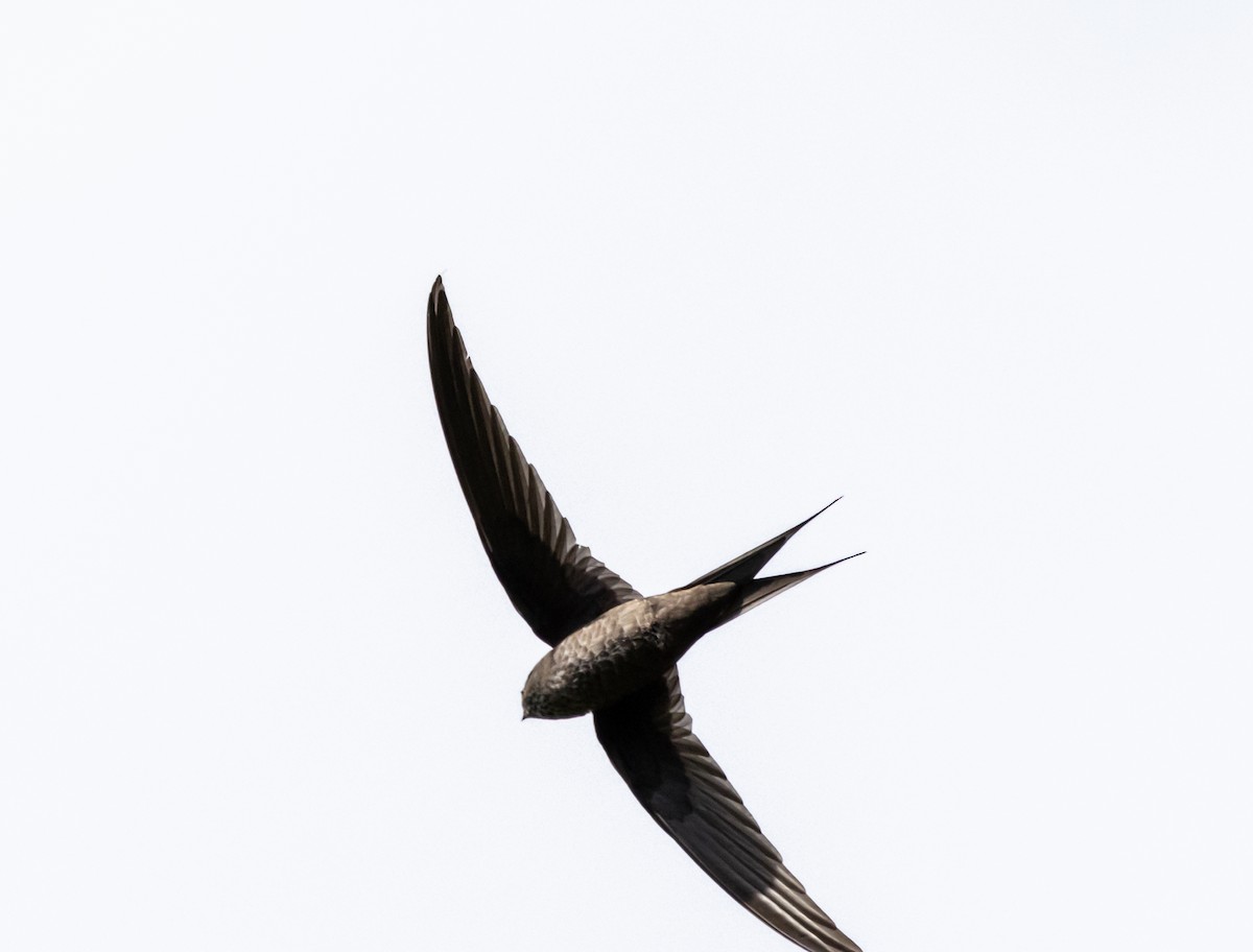 Malagasy Swift - ML641991163