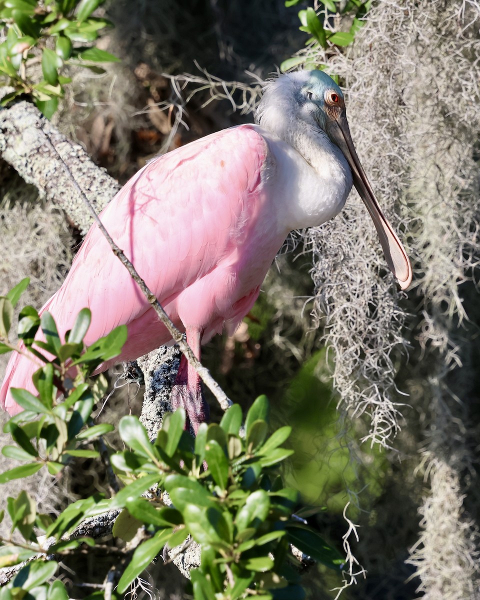 Espátula Rosada - ML641991174