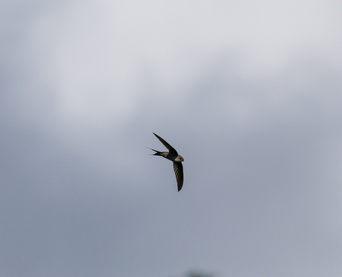 Malagasy Swift - ML641991182