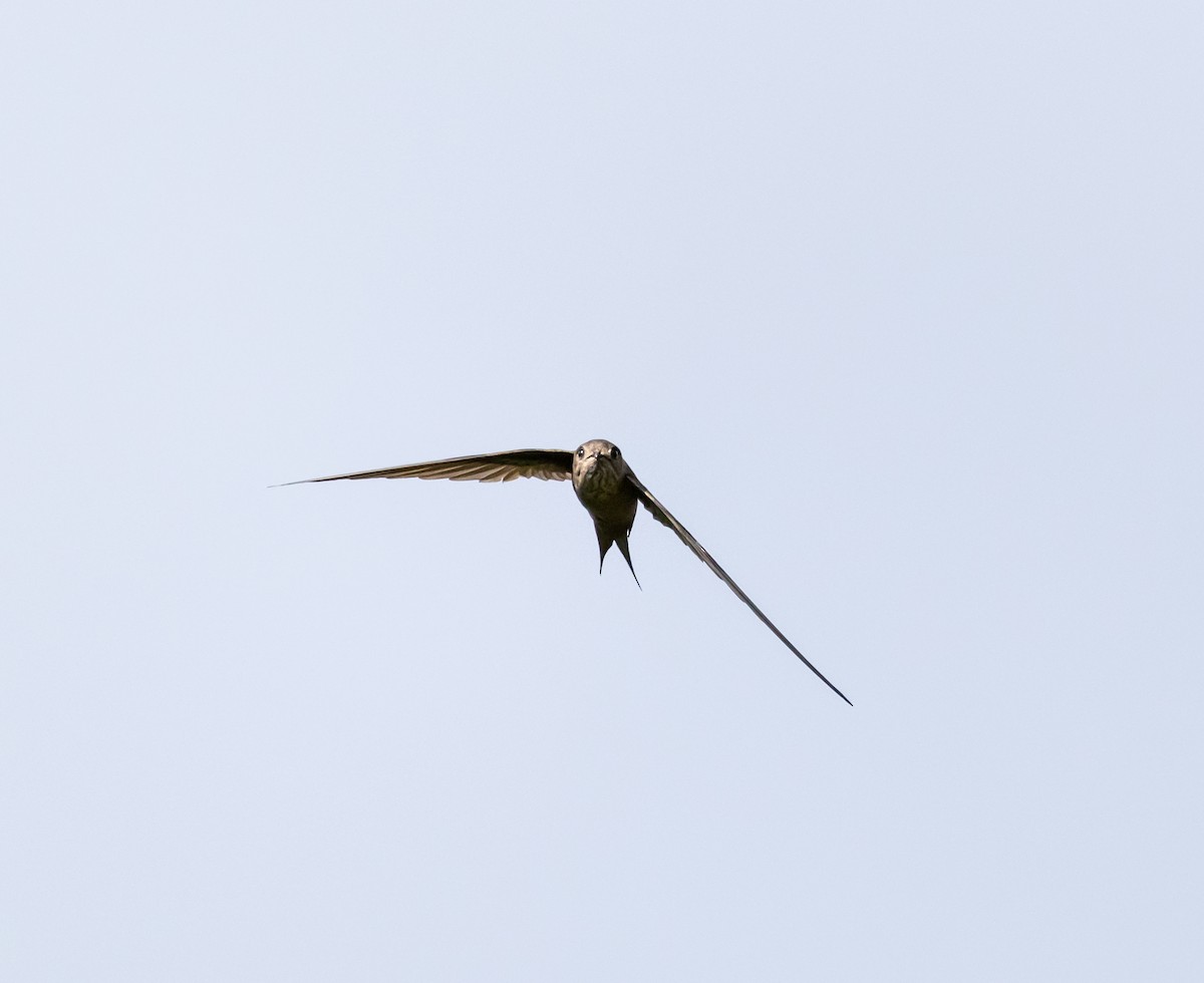 Malagasy Swift - ML641991183