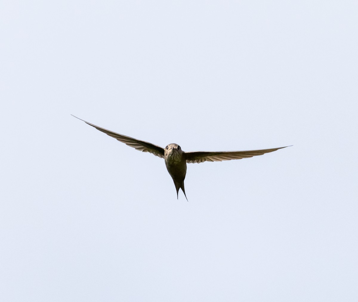 Malagasy Swift - ML641991184