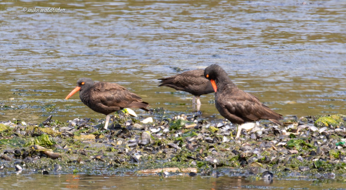 Black Oystercatcher - ML641991192