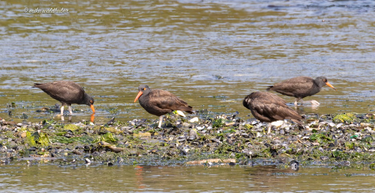 Black Oystercatcher - ML641991193