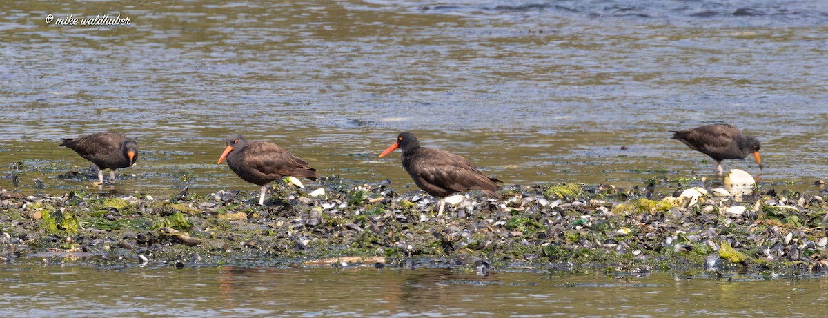 Black Oystercatcher - ML641991194