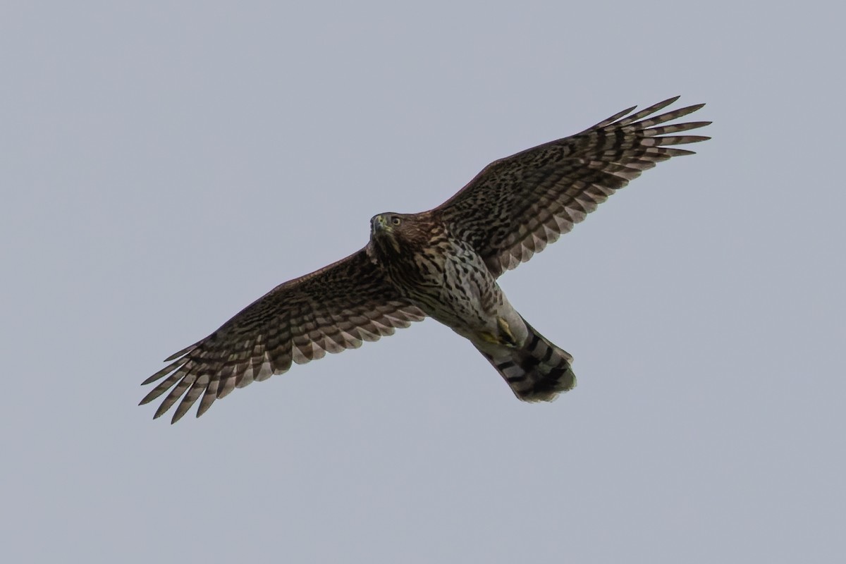 Cooper's Hawk - ML641991195