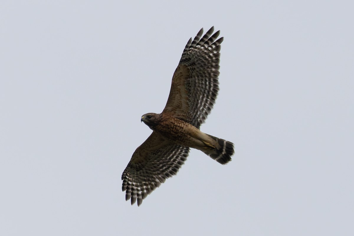 Red-shouldered Hawk - ML641991198